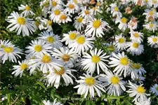 Aster dumosus 'Kristina'