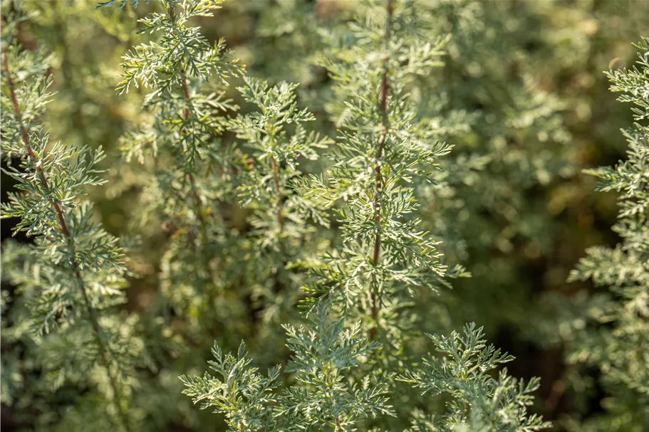 Artemisia absinthium