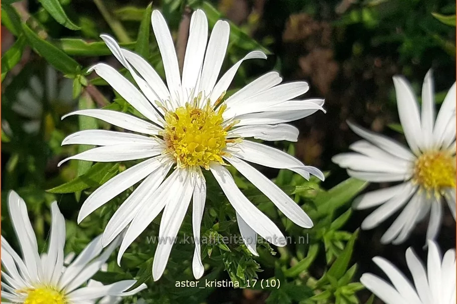 Aster dumosus 'Kristina'