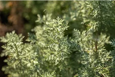 Artemisia absinthium