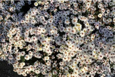 Aster dumosus 'Niobe'