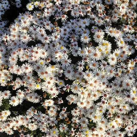 Aster dumosus 'Apollo'