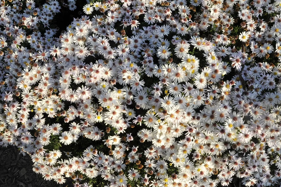 Aster dumosus 'Niobe'