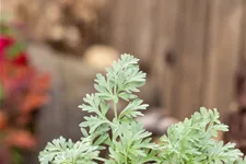 Artemisia absinthium