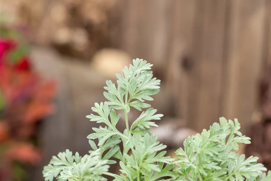 Artemisia absinthium