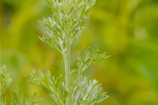 Artemisia absinthium