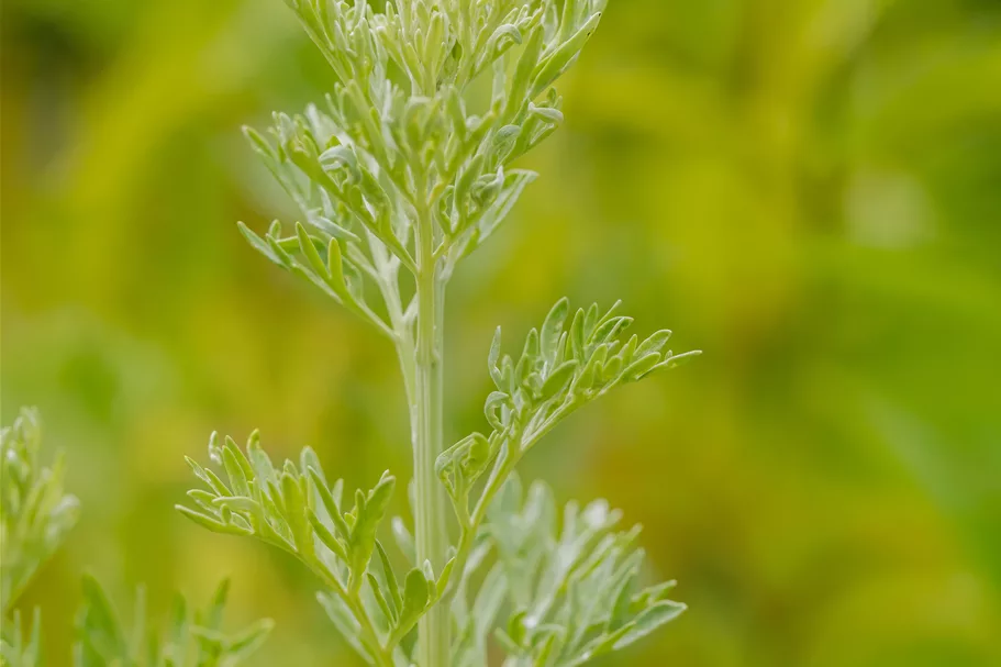 Artemisia absinthium