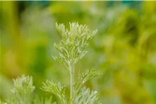 Artemisia absinthium