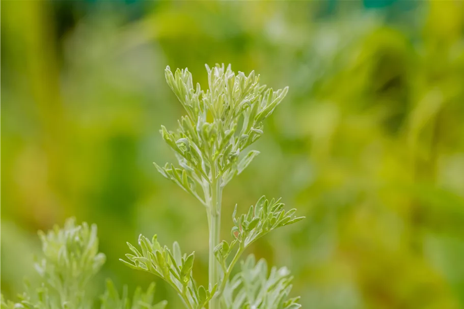 Artemisia absinthium