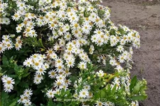 Aster ageratoides 'Ashvi'