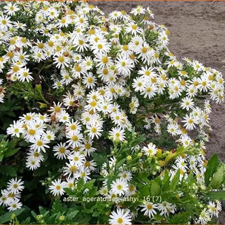 Aster ageratoides 'Ashvi'
