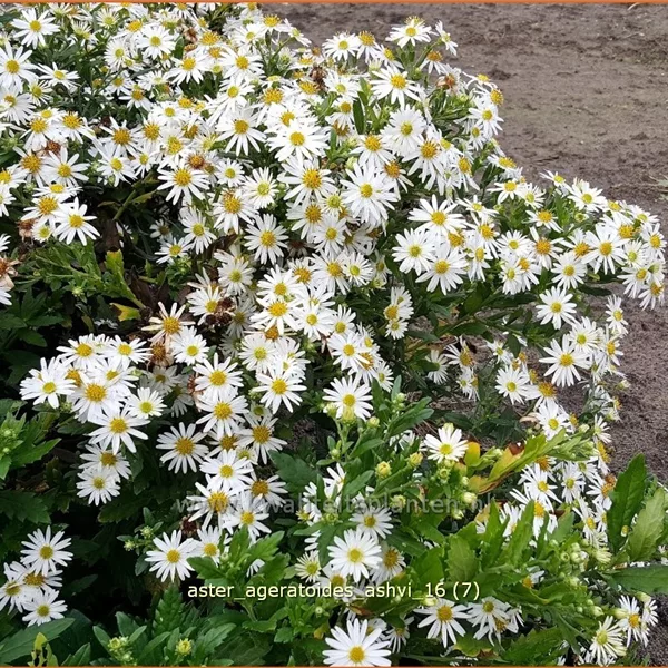 Aster ageratoides 'Ashvi'