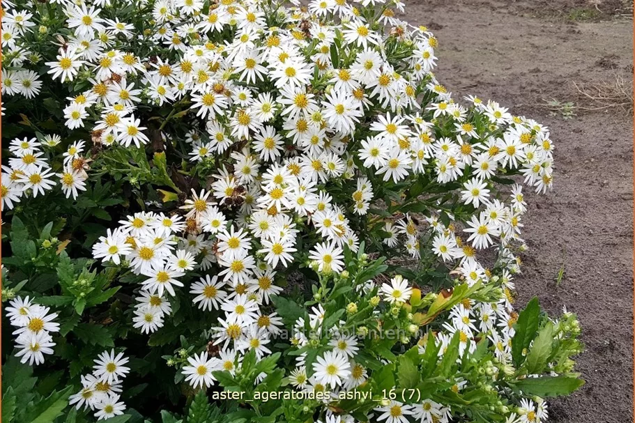 Aster ageratoides 'Ashvi'
