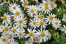 Aster ageratoides 'Ashvi'