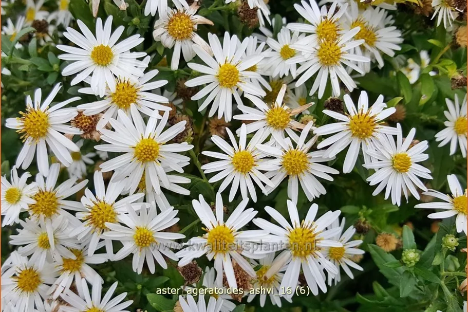 Aster ageratoides 'Ashvi'