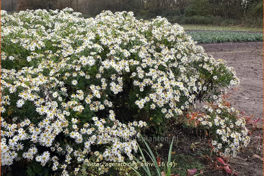 Aster ageratoides 'Ashvi'