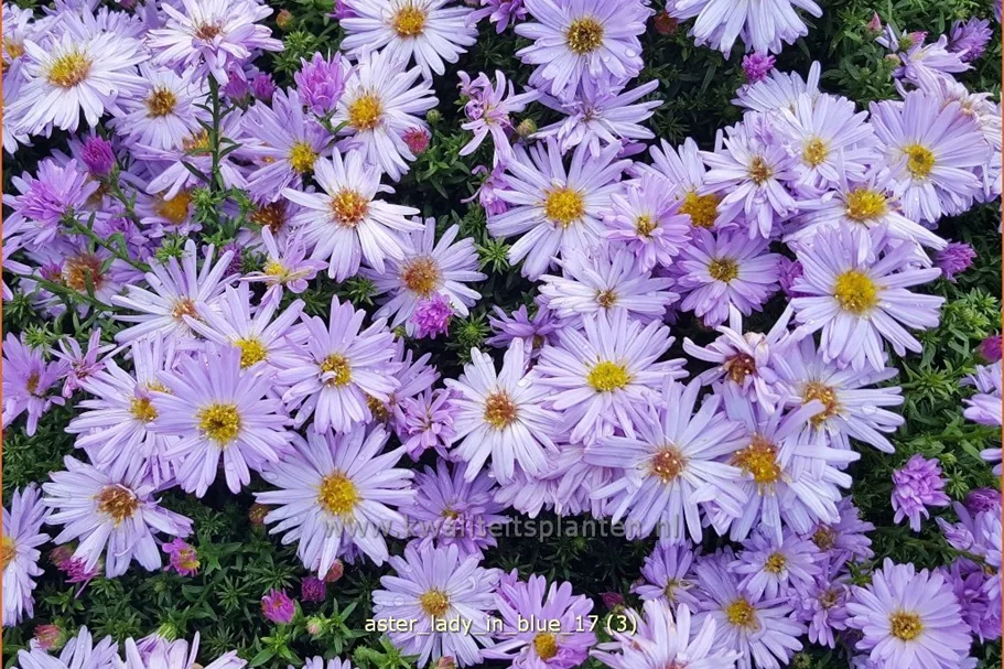Aster dumosus 'Lady in Blue'