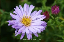 Aster dumosus 'Lady in Blue'