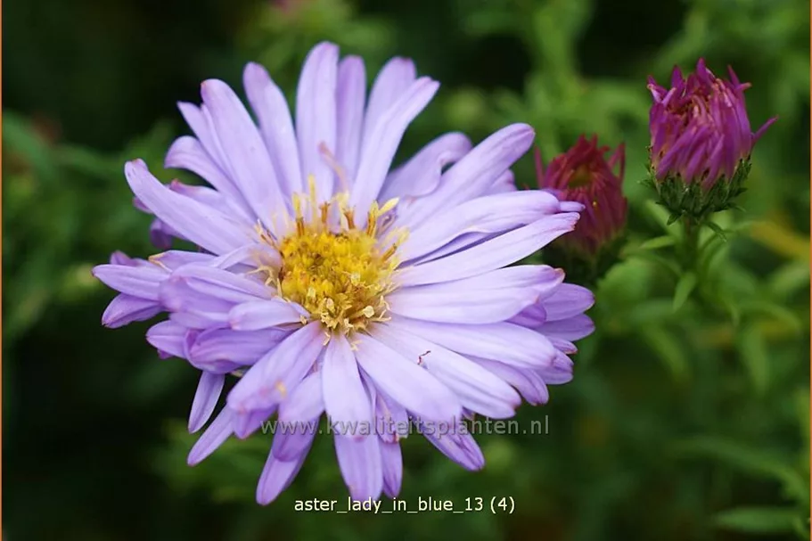 Aster dumosus 'Lady in Blue'