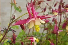 Aquilegia caerulea 'Koralle'