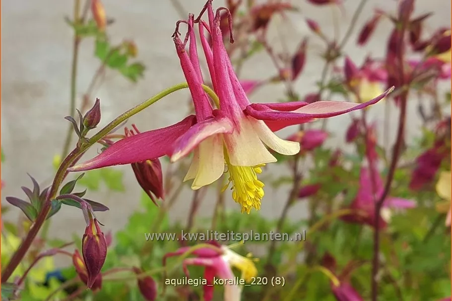 Aquilegia caerulea 'Koralle'
