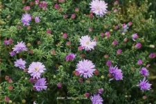 Aster dumosus 'Lady in Blue'