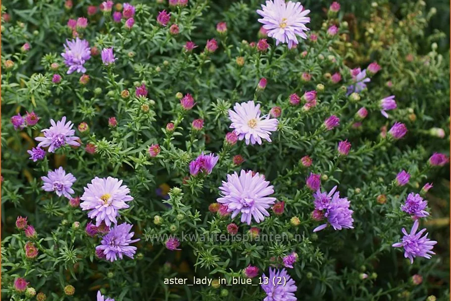 Aster dumosus 'Lady in Blue'
