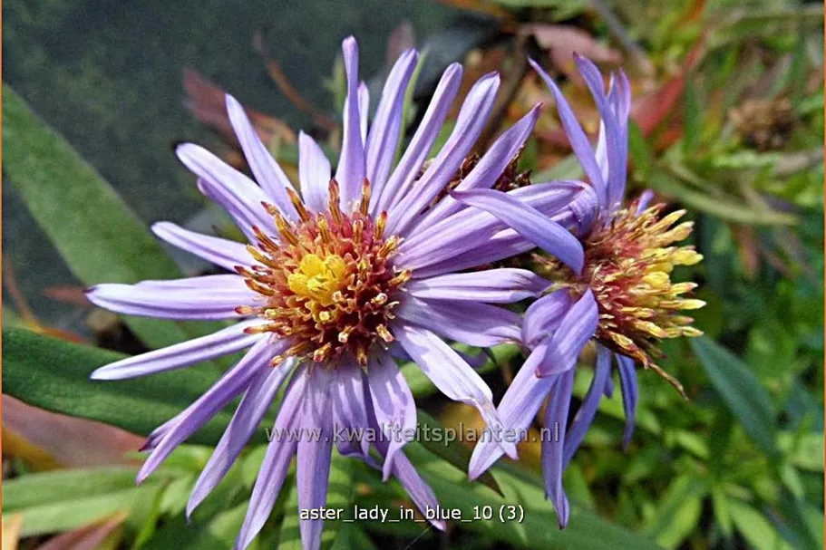 Aster dumosus 'Lady in Blue'