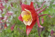Aquilegia caerulea 'Koralle'