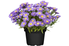 Aster dumosus 'Lady in Blue'