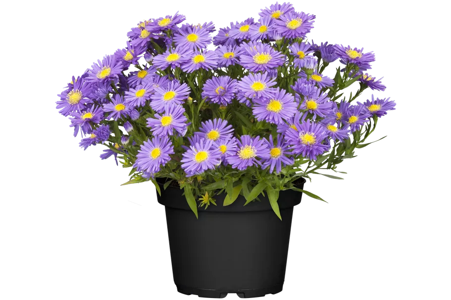 Aster dumosus 'Lady in Blue'