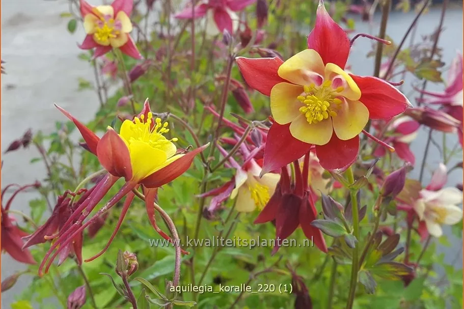 Aquilegia caerulea 'Koralle'