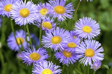 Aster dumosus 'Lady in Blue'