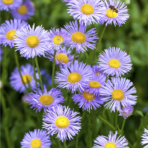 Aster dumosus 'Lady in Blue'