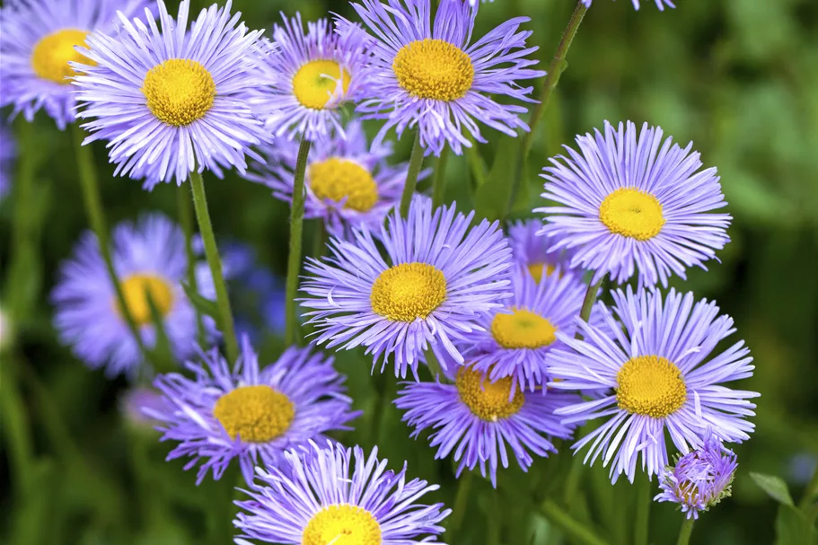 Aster dumosus 'Lady in Blue'