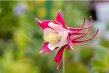 Aquilegia caerulea 'Koralle'