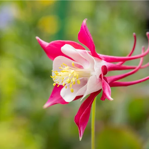 Aquilegia caerulea 'Koralle'