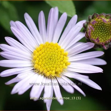 Aster ageratoides 'Asmoe'
