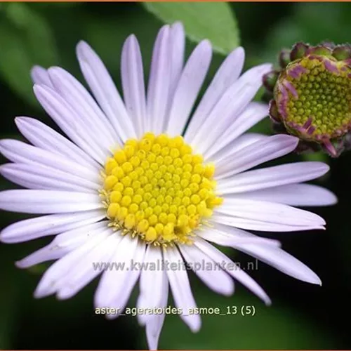 Aster ageratoides 'Asmoe'