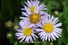 Aster ageratoides 'Asmoe'