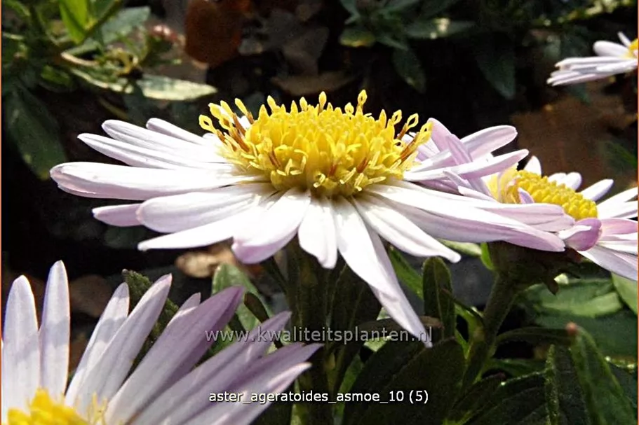 Aster ageratoides 'Asmoe'