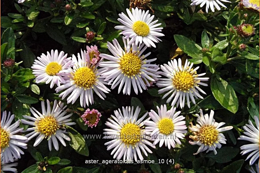 Aster ageratoides 'Asmoe'