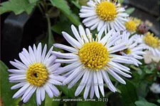 Aster ageratoides 'Asmoe'
