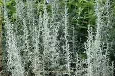 Artemisia arborescens 'Little Mice'