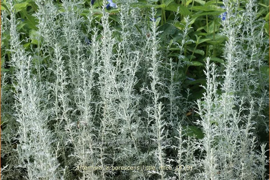 Artemisia arborescens 'Little Mice'