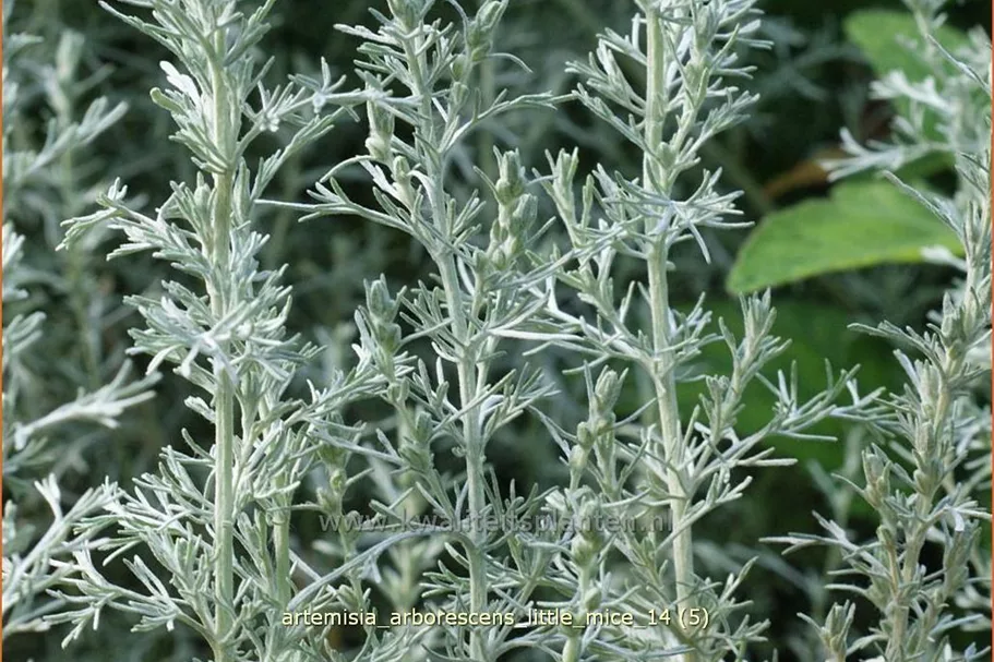 Artemisia arborescens 'Little Mice'
