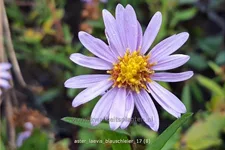 Aster laevis 'Blauschleier'