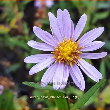 Aster laevis 'Blauschleier'