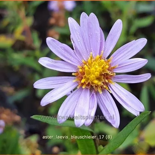 Aster laevis 'Blauschleier'