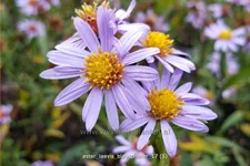 Aster laevis 'Blauschleier'